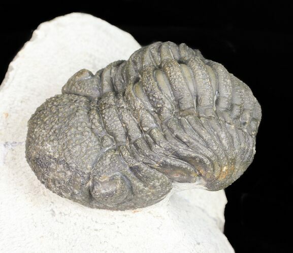 Bumpy Morocops Trilobite - Foum Zguid, Morocco #57542